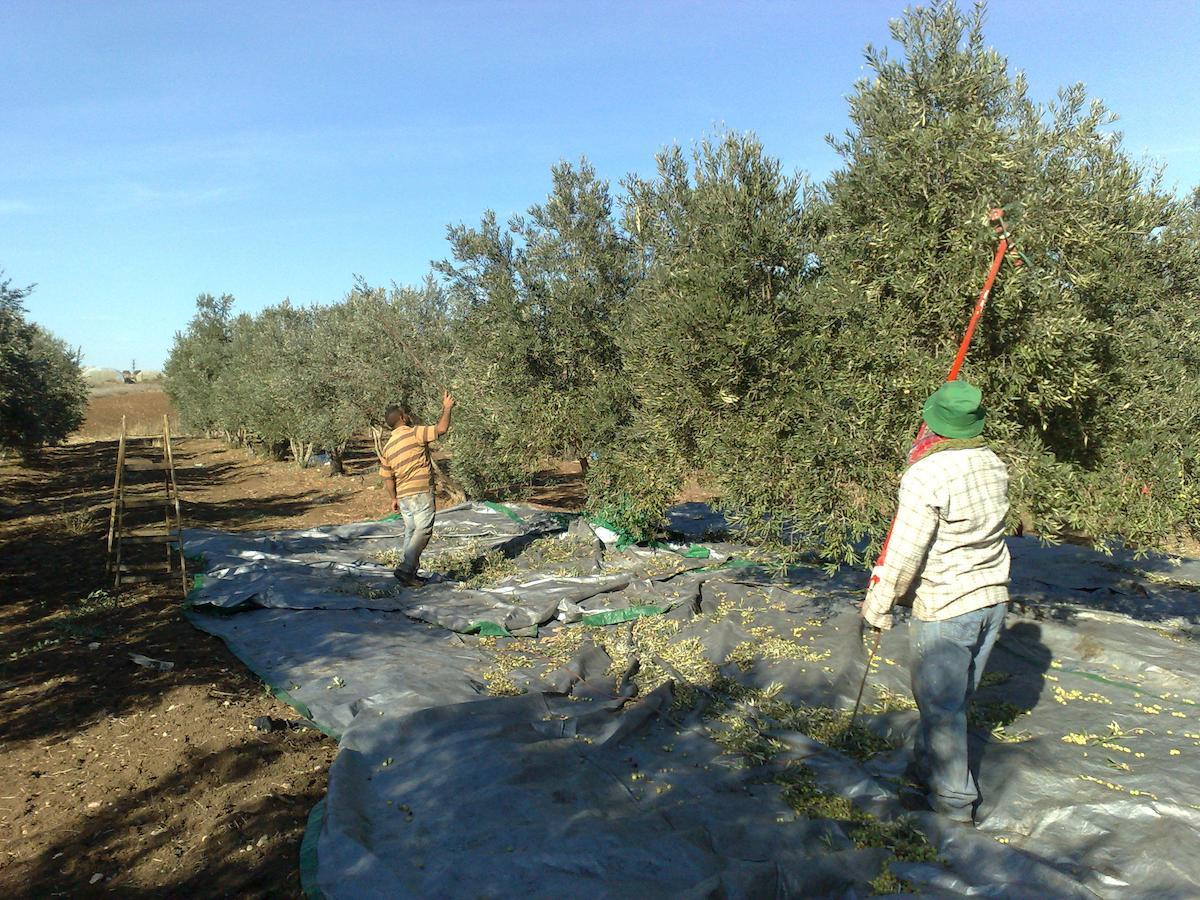 Kfar Rut和平帐篷温馨别墅 外观 照片