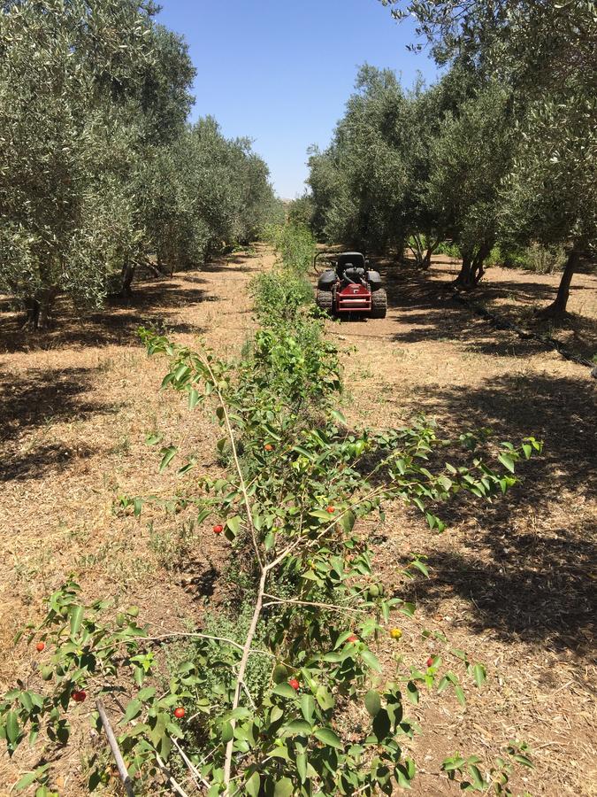 Kfar Rut和平帐篷温馨别墅 外观 照片