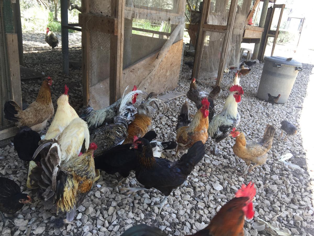 Kfar Rut和平帐篷温馨别墅 外观 照片